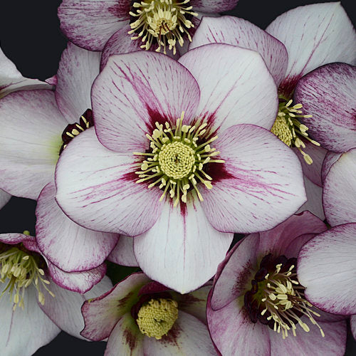 Helleborus x 'French Kiss' Honeymoon® French Kiss Lenton Rose 1g