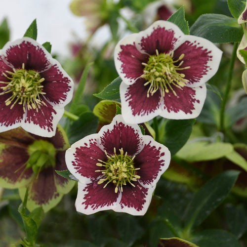 Helleborus x 'Romantic Getaway' Honeymoon® Romantic Getaway Lenton Rose 1g
