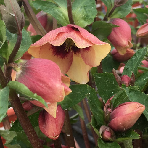 Helleborus x 'Sandy Shores' Honeymoon® Sandy Shores Lenton Rose 1g