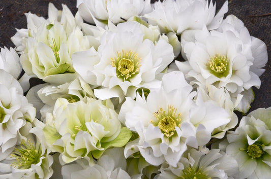 Helleborus x 'Wedding Bells' Wedding Party® Wedding Bells Lenton Rose 1 Gallon