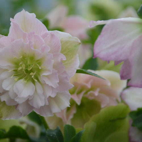 Helleborus x 'Flower Girl' Wedding Party®  Flower Girl Lenton Rose 1g