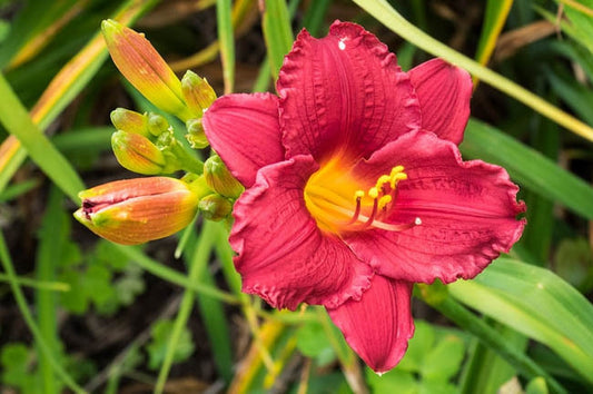 Hemerocallis 'LIttle Business' Little Business Daylily 1g