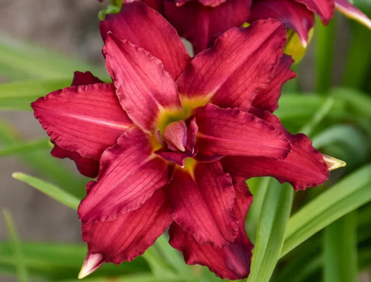 Hemerocallis hybrid PP 22799 'Double Pardon Me' Double Pardon Me Daylily 1g