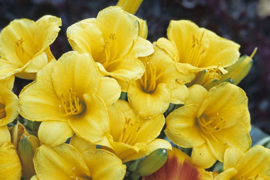 Hemerocallis 'Stella de Oro' Stella de Oro Daylily 1g