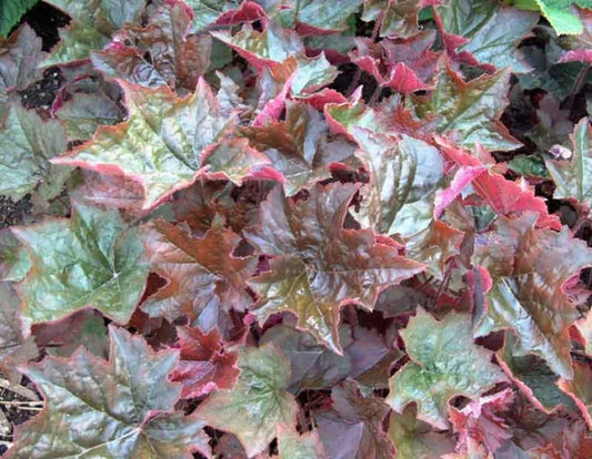 Heuchera x Palace Purple Palace Purple Coral Bells 1g