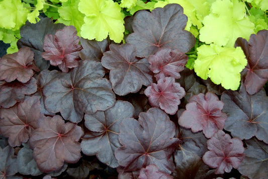 Heuchera x 'Obsidian' PP14836 Obsidian Coral Bells 1g