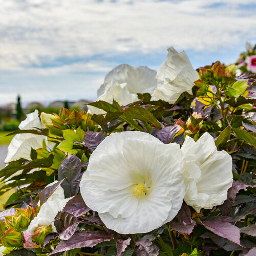 Hibiscus x USPPAF Summerific® Cookies and Cream' 3g