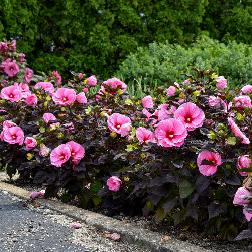 Hibiscus hybrid PP34359 Summerific® Edge of Night Hibiscus 3g