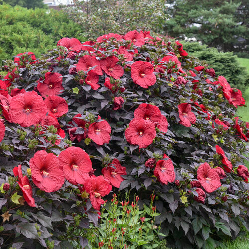 Hibiscus x 'Holy Grail' PP 31,478 Summerific® Holy Grail Hibiscus 3g