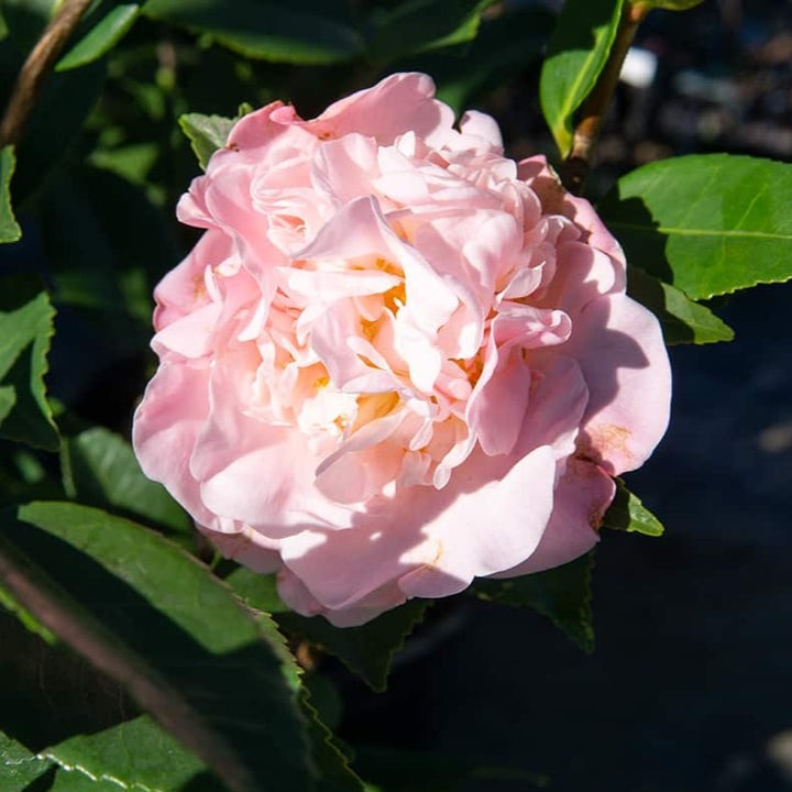 Camellia japonica 'LA Peppermint' LA Peppermint Camellia 3g