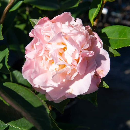 Camellia japonica 'LA Peppermint' LA Peppermint Camellia 3g