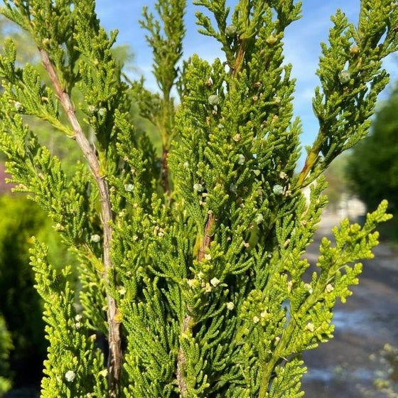 Juniperus chinensis 'Torulosa' Hollywood Juniper 15g