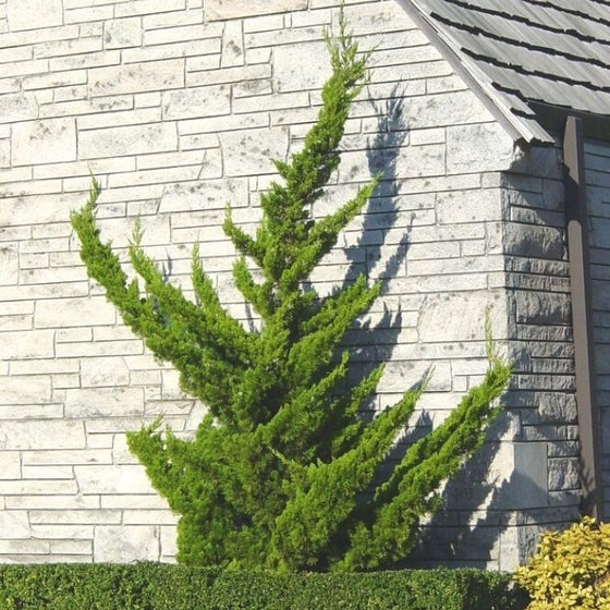 Juniperus chinensis 'Torulosa' Hollywood Juniper 15g