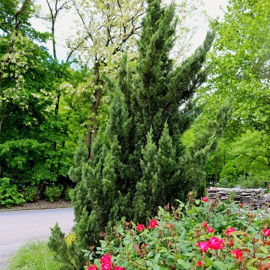 Juniperus chinensis 'Torulosa' Hollywood Juniper 15g