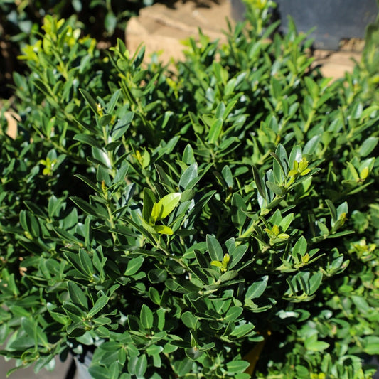 Ilex crenata 'Golden Hoogendorn' Golden Hoogendorn Japanese Holly 3g