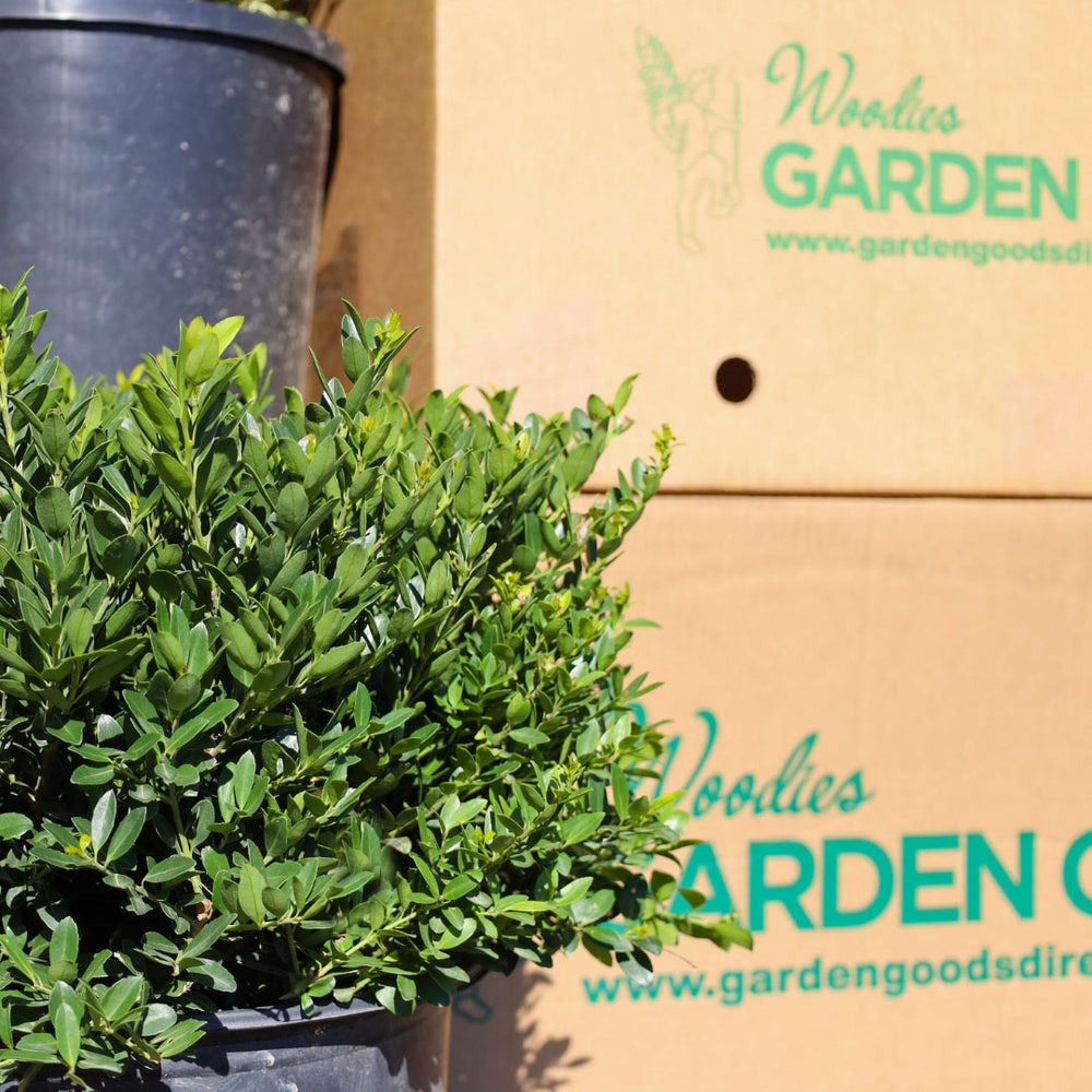 Ilex crenata 'Golden Hoogendorn' Golden Hoogendorn Japanese Holly 3g