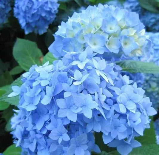 Hydrangea mac. 'Nikko Blue' Nikko Blue Hydrangea