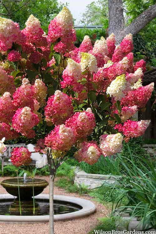 Hydrangea paniculata 'Renba' PP28509 Berry White® Hydrangea 3g