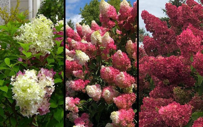 Hydrangea paniculata 'Renba' PP28509 Berry White® Hydrangea 3g