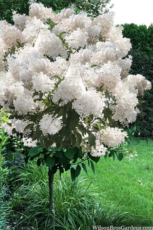 Hydrangea paniculata 'Phantom' Phantom Hydrangea Tree Form 15g TF