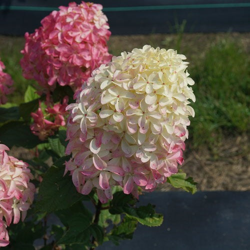 Hydrangea paniculata 'BAILPANONE' PP32549 Little Hottie® Hydrangea 3g