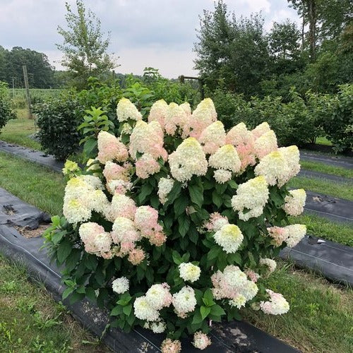 Hydrangea paniculata 'BAILPANONE' PP32549 Little Hottie® Hydrangea 3g