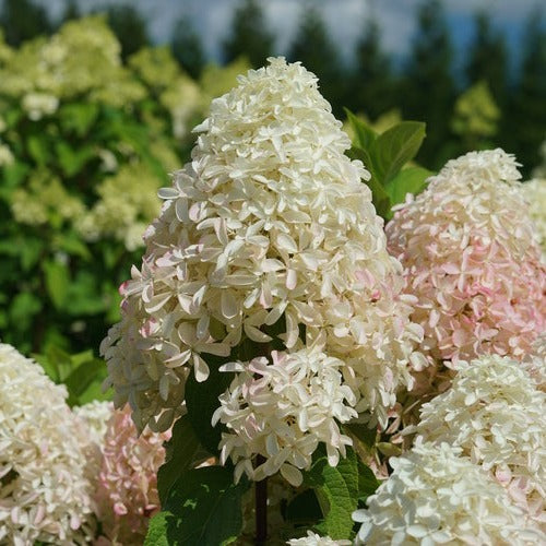 Hydrangea paniculata 'BAILPANONE' PP32549 Little Hottie® Hydrangea 3g