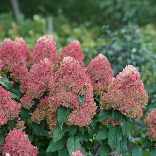 Hydrangea paniculata 'BAILPANONE' PP32549 Little Hottie® Hydrangea 3g