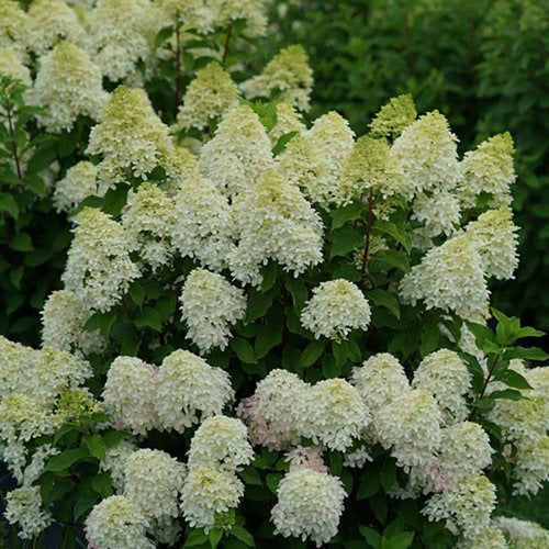 Hydrangea paniculata 'BAILPANONE' PP32549 Little Hottie® Hydrangea 3g