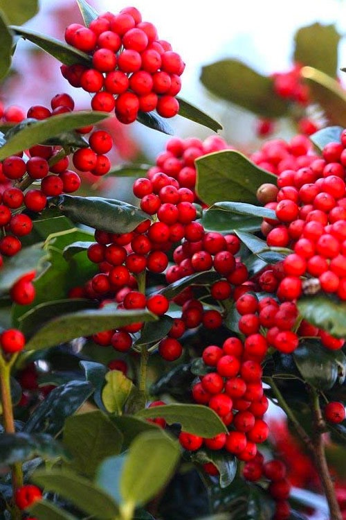 Ilex cornuta 'Dwarf Burfordii' Dwarf Burford Holly