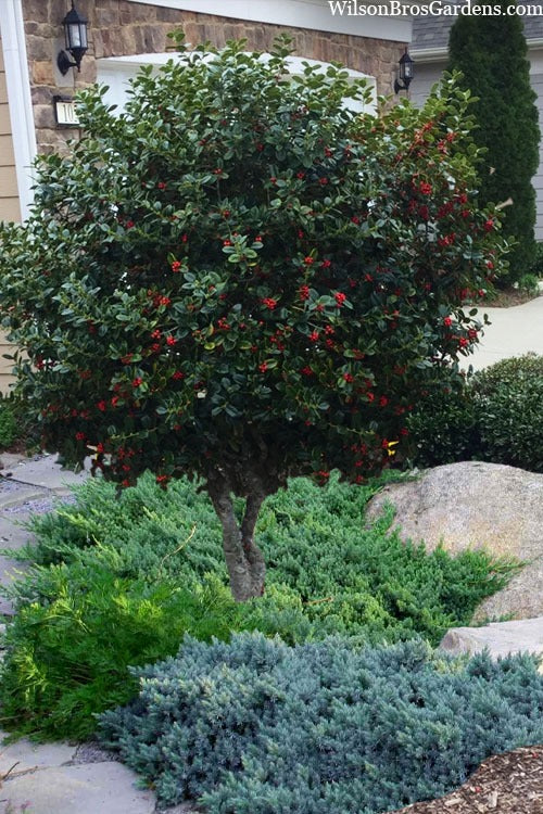 Ilex cornuta 'Dwarf Burfordii' Dwarf Burford Holly
