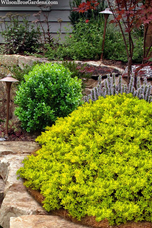 Ilex crenata 'Adorned' Touch of Gold® Holly 3g