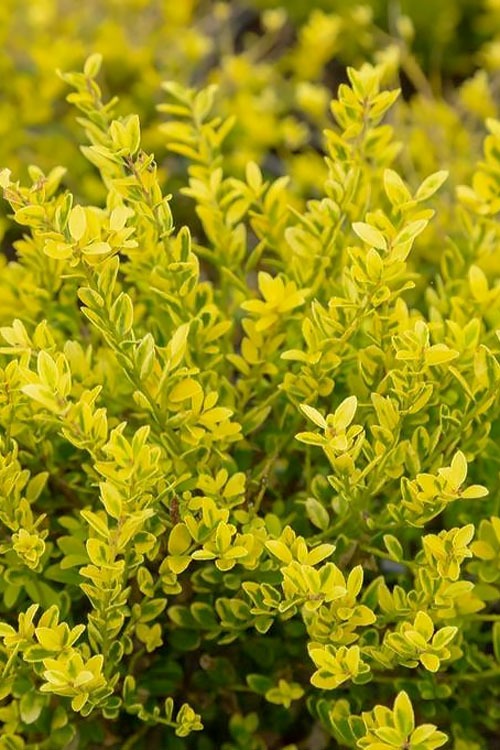 Ilex crenata 'Adorned' Touch of Gold® Holly 3g