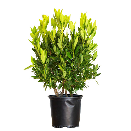 Illicium parviflorum Anise