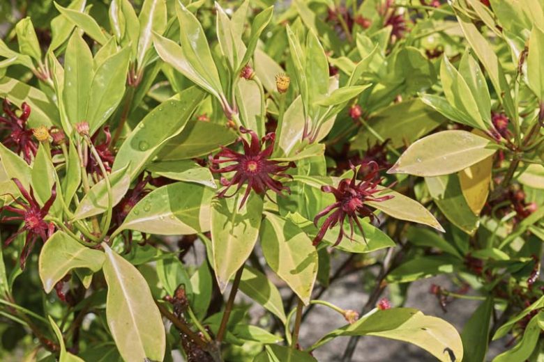 Illicium floridanum Florida Anise 3 Gallon