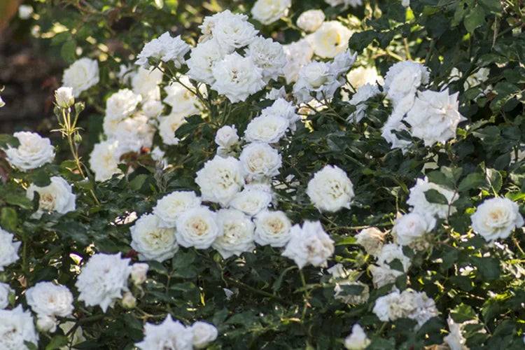 Rosa 'Meizorland' PPAF White Drift® Rose 5G STD