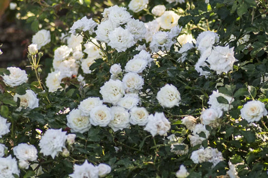 Rosa 'Meizorland' PPAF White Drift® Rose 5G STD