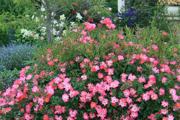 Rosa 'Meijocos' PP18874 Pink Drift® Rose 5G STD