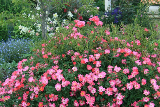 Rosa 'Meijocos' PP18874 Pink Drift® Rose 5G STD