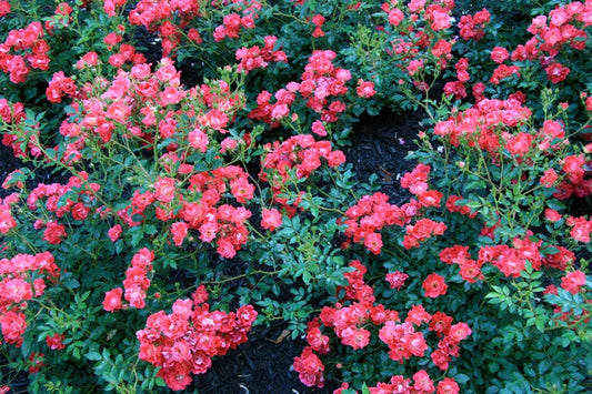 Rosa 'Meigalpio' PP17877 Red Drift® Rose 5g STD