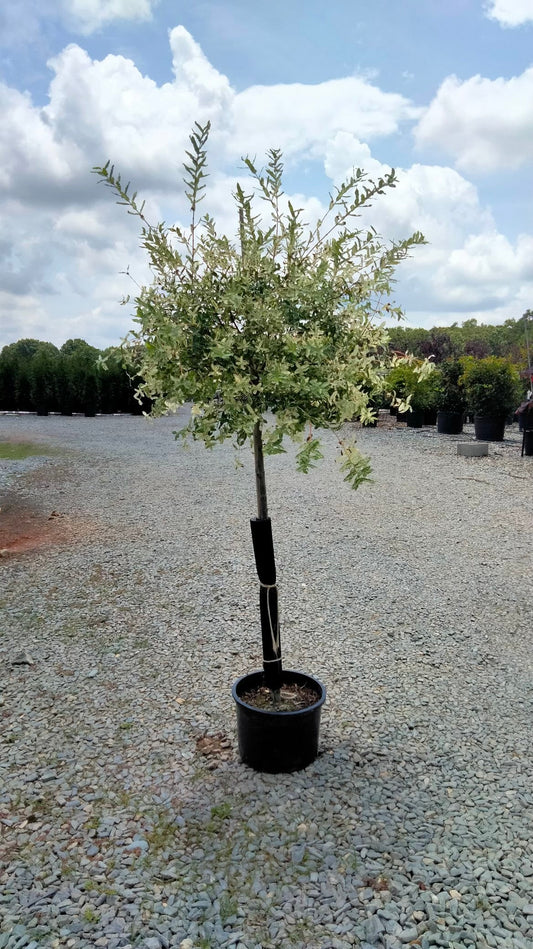 Tri-Color Dappled Willow Tree (Salix integra 'Hakuro-Nishiki')