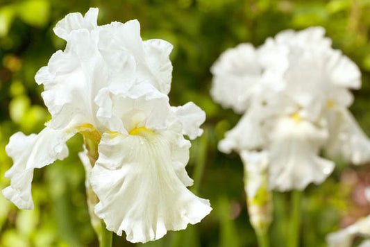 Iris germanica 'Immortality' Immortality Bearded Iris 2g