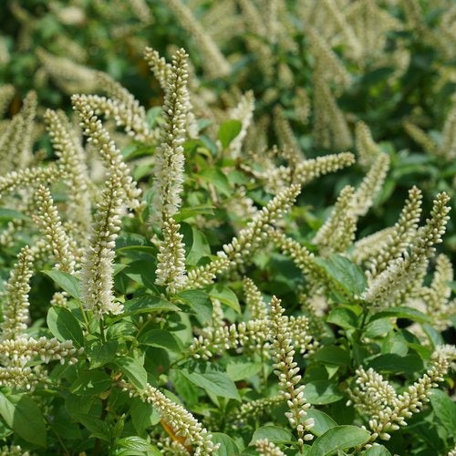 Itea virginica 'SMNIVMM' USPPAF Fizzy Mizzy® Sweetspire 3g