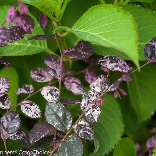 Loropetalum chin. 'Irodori' PP27713 Jazz Hands® Variegated Chinese Fringe Flower 3g
