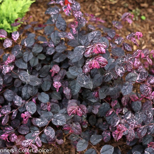 Loropetalum chin. 'Irodori' PP27713 Jazz Hands® Variegated Chinese Fringe Flower 3g