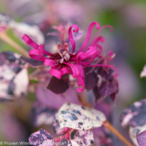 Loropetalum chin. 'Irodori' PP27713 Jazz Hands® Variegated Chinese Fringe Flower 3g