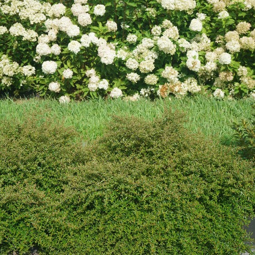 xPyracomeles sp. 'NCXP1' USPP 31409 Juke Box® Pyracomeles 3g