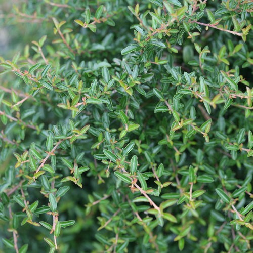 xPyracomeles sp. 'NCXP1' USPP 31409 Juke Box® Pyracomeles 3g