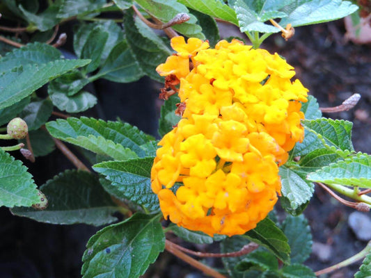 Lantana camara 'New Gold' New Gold Lantana