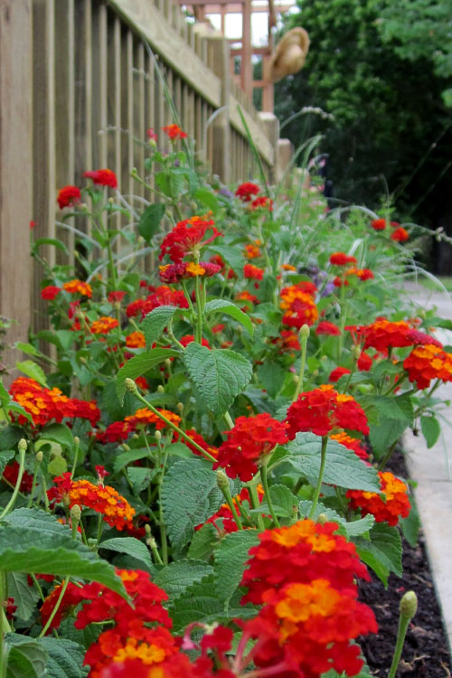 Lantana camara 'Dallas Red' Dallas Red Lantana